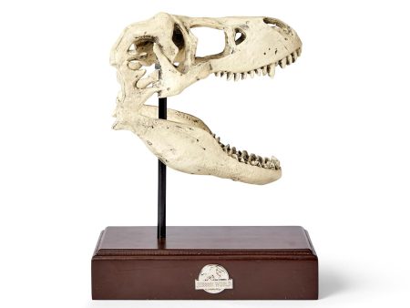 Jurassic World 9x8 Inch Tyrannosaurus Rex Skull Resin Replica Hot on Sale